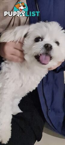 Sweet &cuddly ; Cuddly Malshi for Sale – 2 Years Old, Desexed, Vaccinated – Sydney
