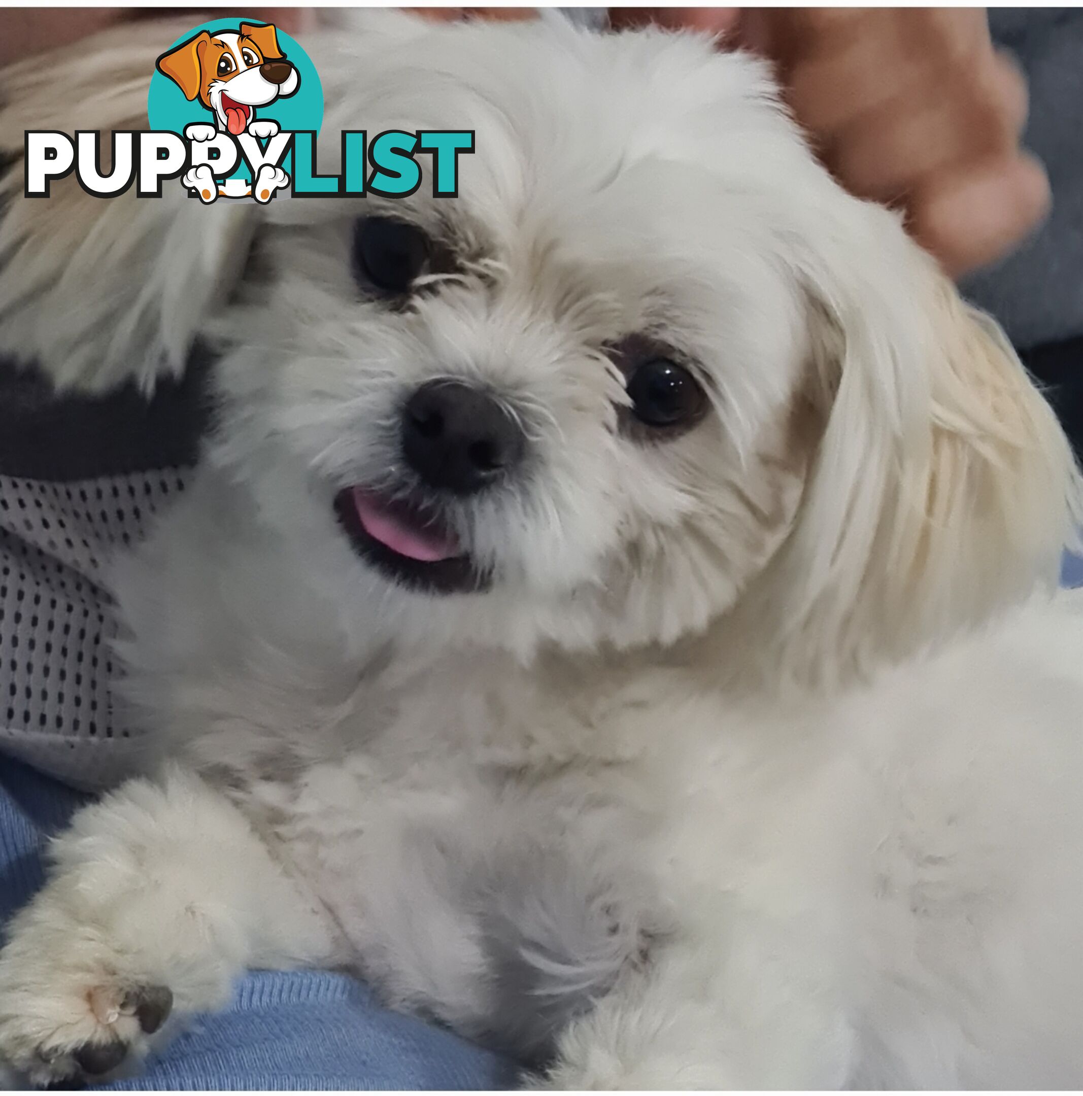 Sweet &cuddly ; Cuddly Malshi for Sale – 2 Years Old, Desexed, Vaccinated – Sydney