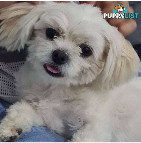 Sweet &cuddly ; Cuddly Malshi for Sale – 2 Years Old, Desexed, Vaccinated – Sydney