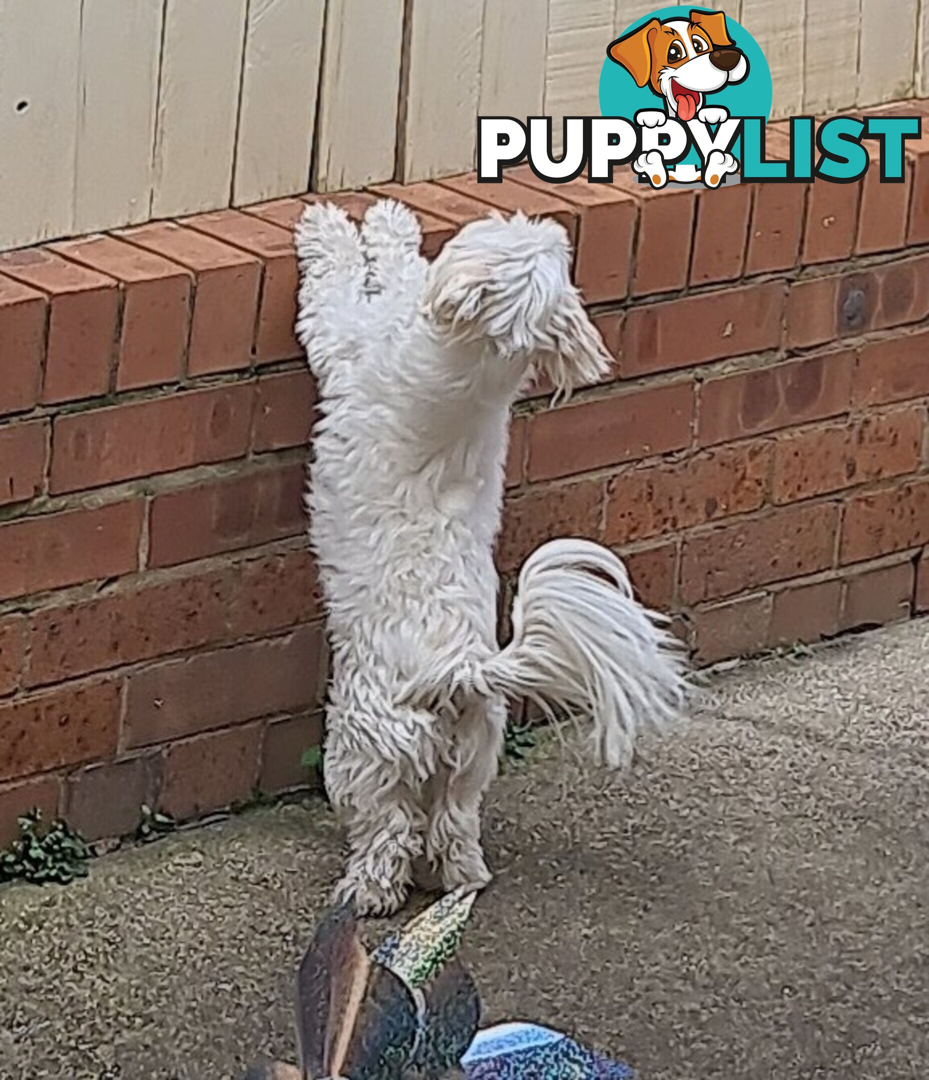 Sweet &cuddly ; Cuddly Malshi for Sale – 2 Years Old, Desexed, Vaccinated – Sydney