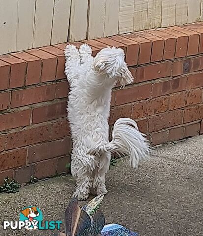 Sweet &cuddly ; Cuddly Malshi for Sale – 2 Years Old, Desexed, Vaccinated – Sydney