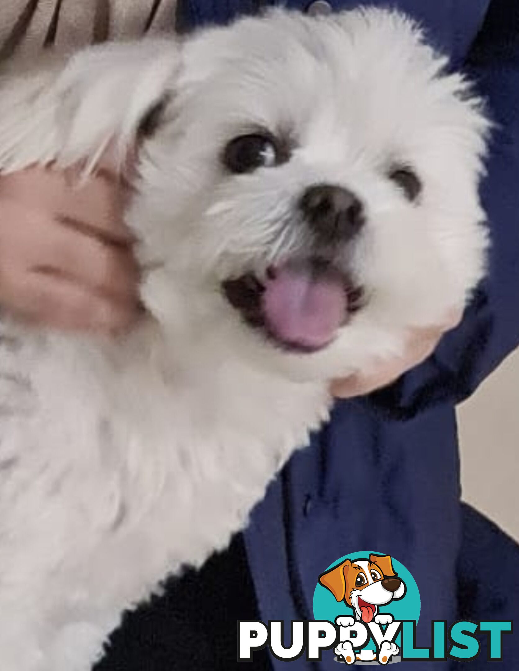 Sweet &cuddly ; Cuddly Malshi for Sale – 2 Years Old, Desexed, Vaccinated – Sydney