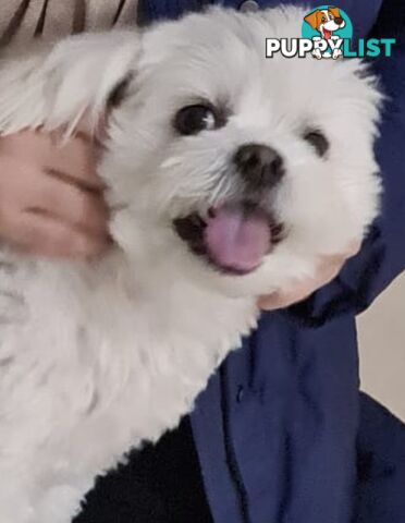 Sweet &cuddly ; Cuddly Malshi for Sale – 2 Years Old, Desexed, Vaccinated – Sydney