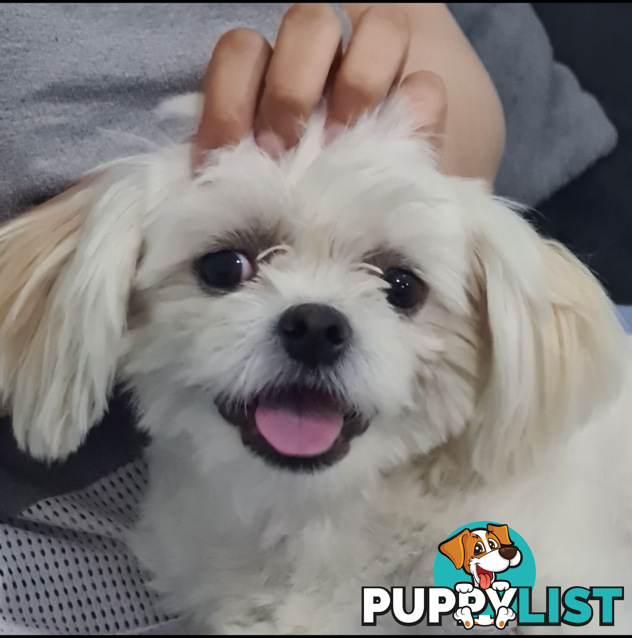 Sweet &cuddly ; Cuddly Malshi for Sale – 2 Years Old, Desexed, Vaccinated – Sydney
