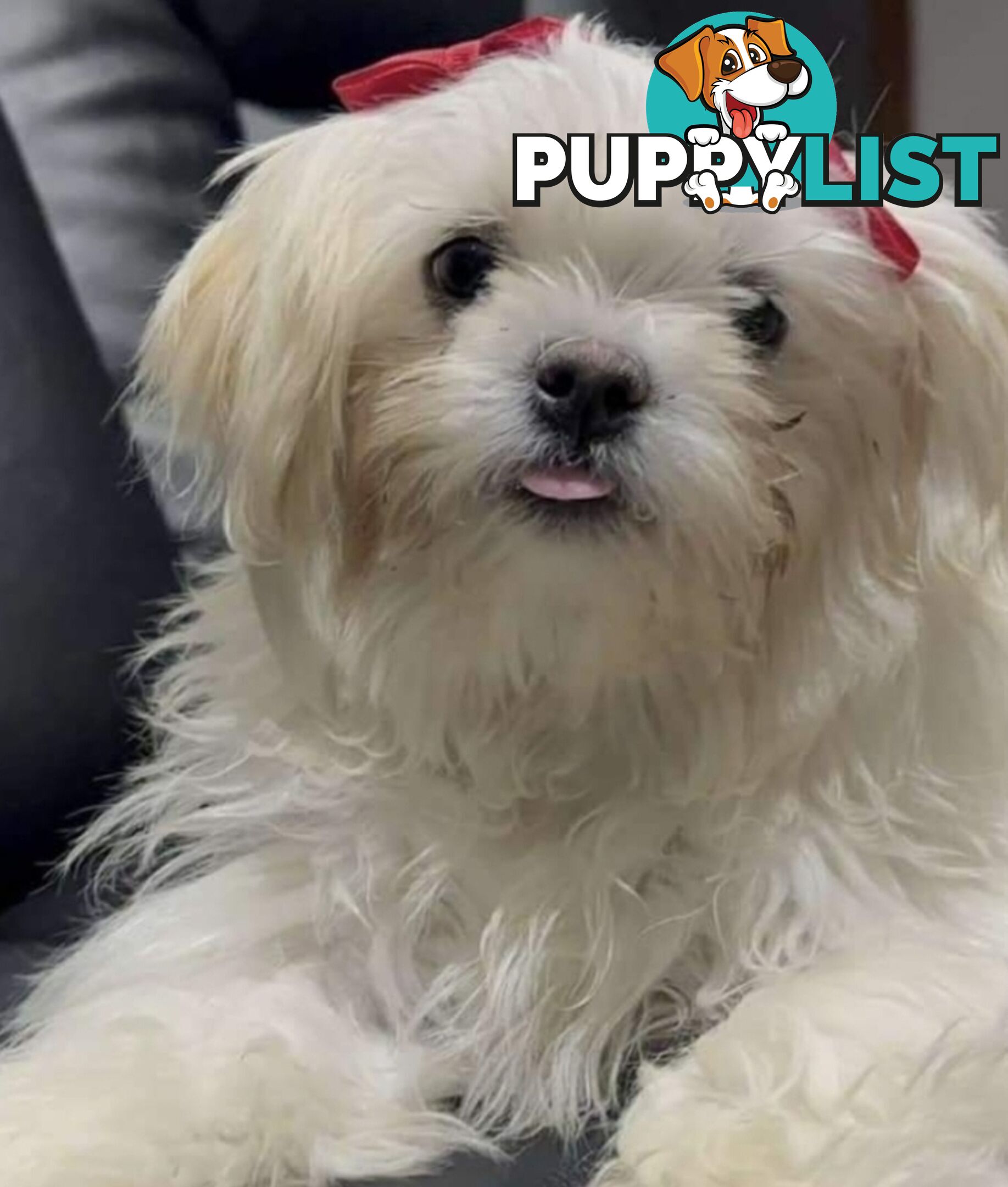 Sweet &cuddly ; Cuddly Malshi for Sale – 2 Years Old, Desexed, Vaccinated – Sydney