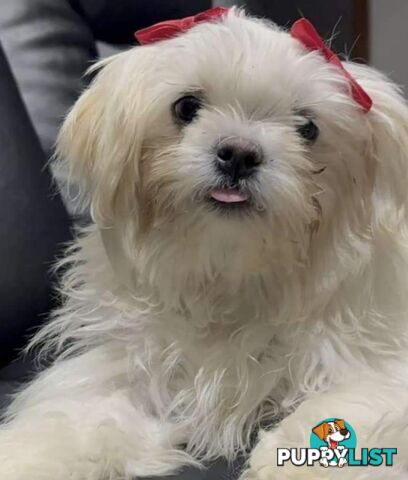 Sweet &cuddly ; Cuddly Malshi for Sale – 2 Years Old, Desexed, Vaccinated – Sydney
