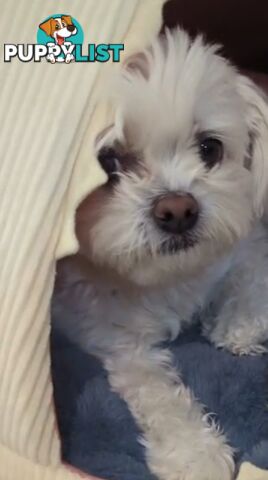 Sweet &cuddly ; Cuddly Malshi for Sale – 2 Years Old, Desexed, Vaccinated – Sydney