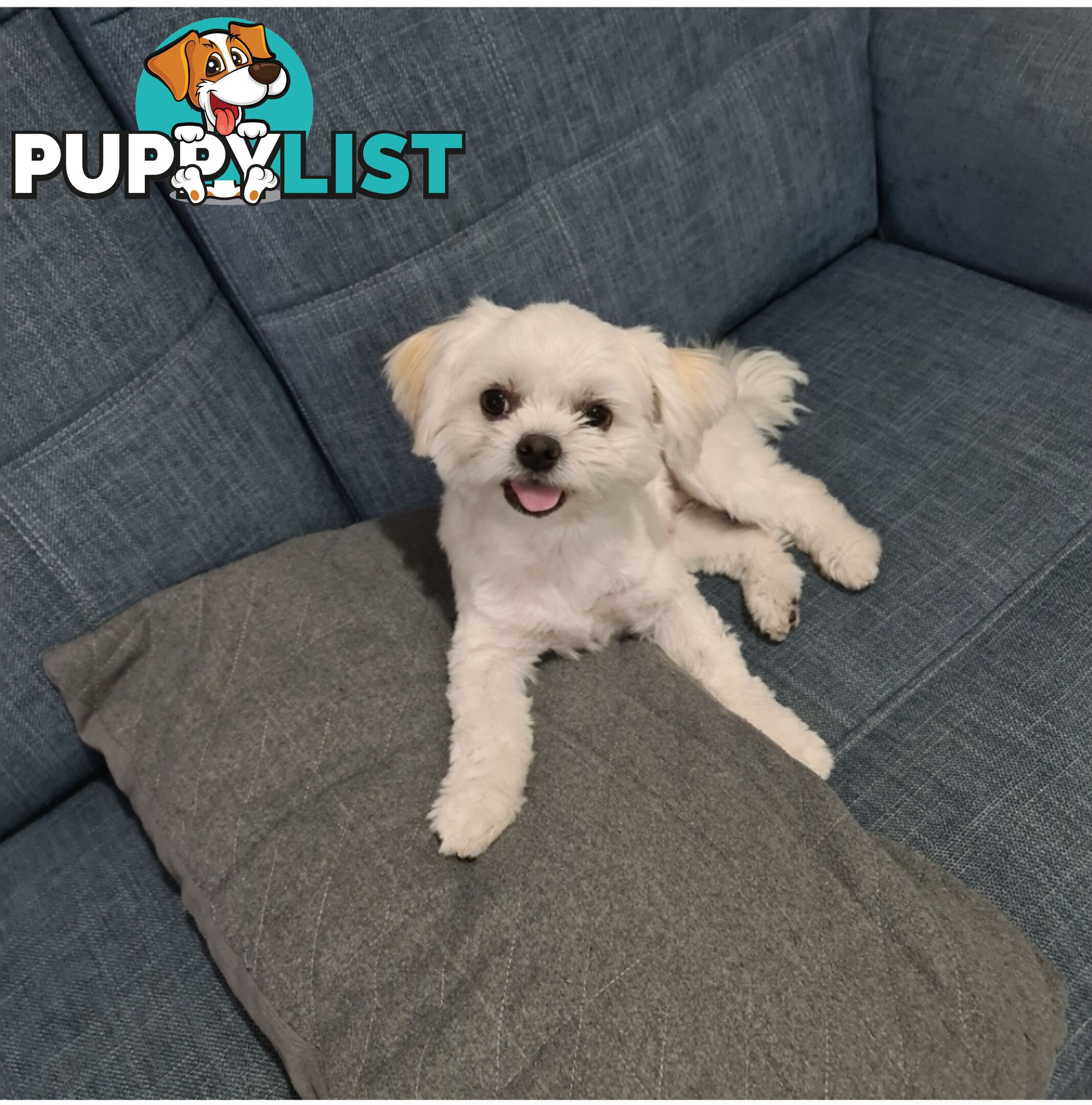 Sweet &cuddly ; Cuddly Malshi for Sale – 2 Years Old, Desexed, Vaccinated – Sydney