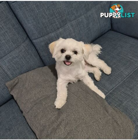 Sweet &cuddly ; Cuddly Malshi for Sale – 2 Years Old, Desexed, Vaccinated – Sydney