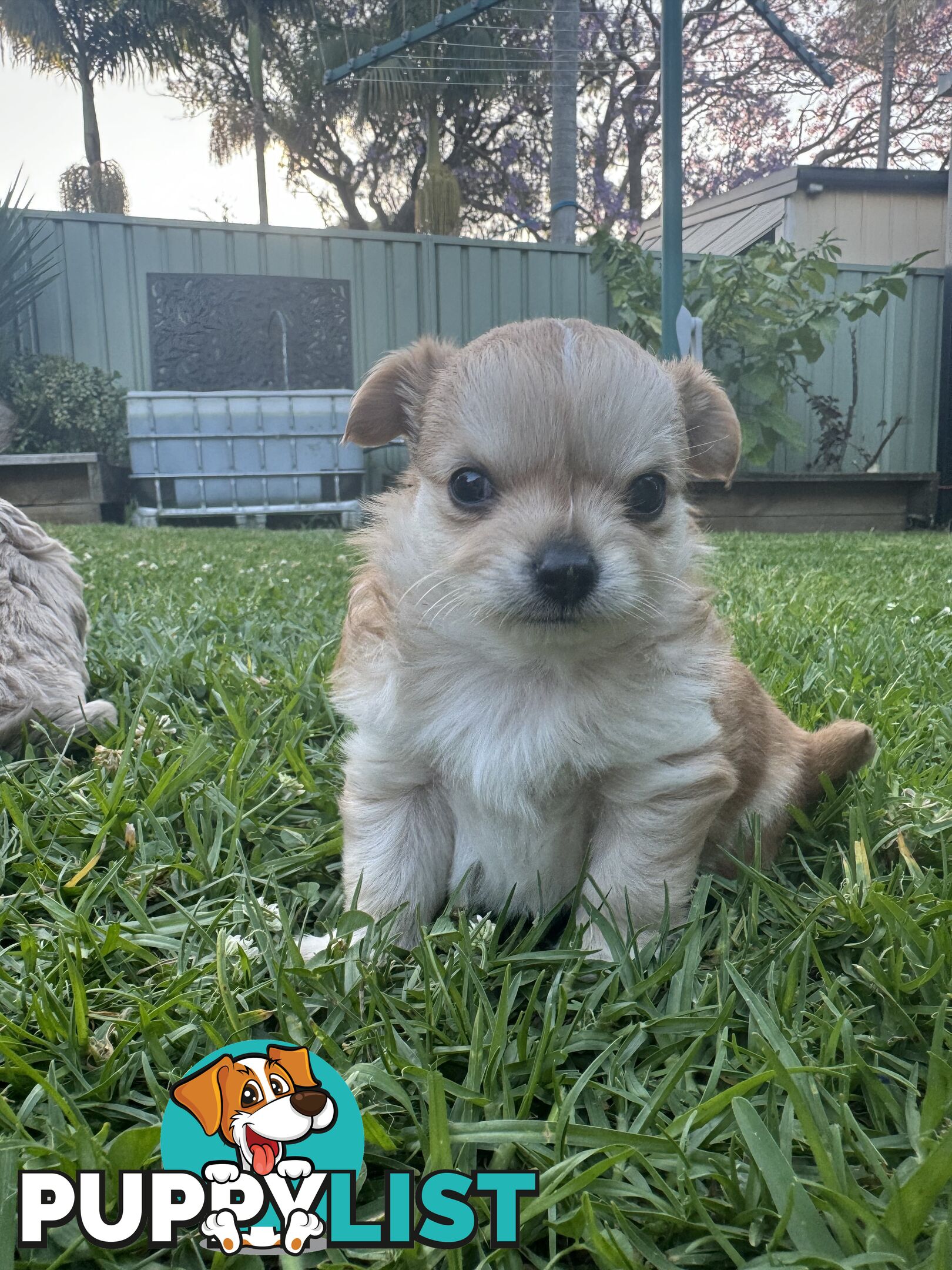 Apple head chihuahua puppies