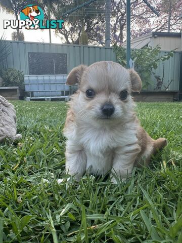 Apple head chihuahua puppies