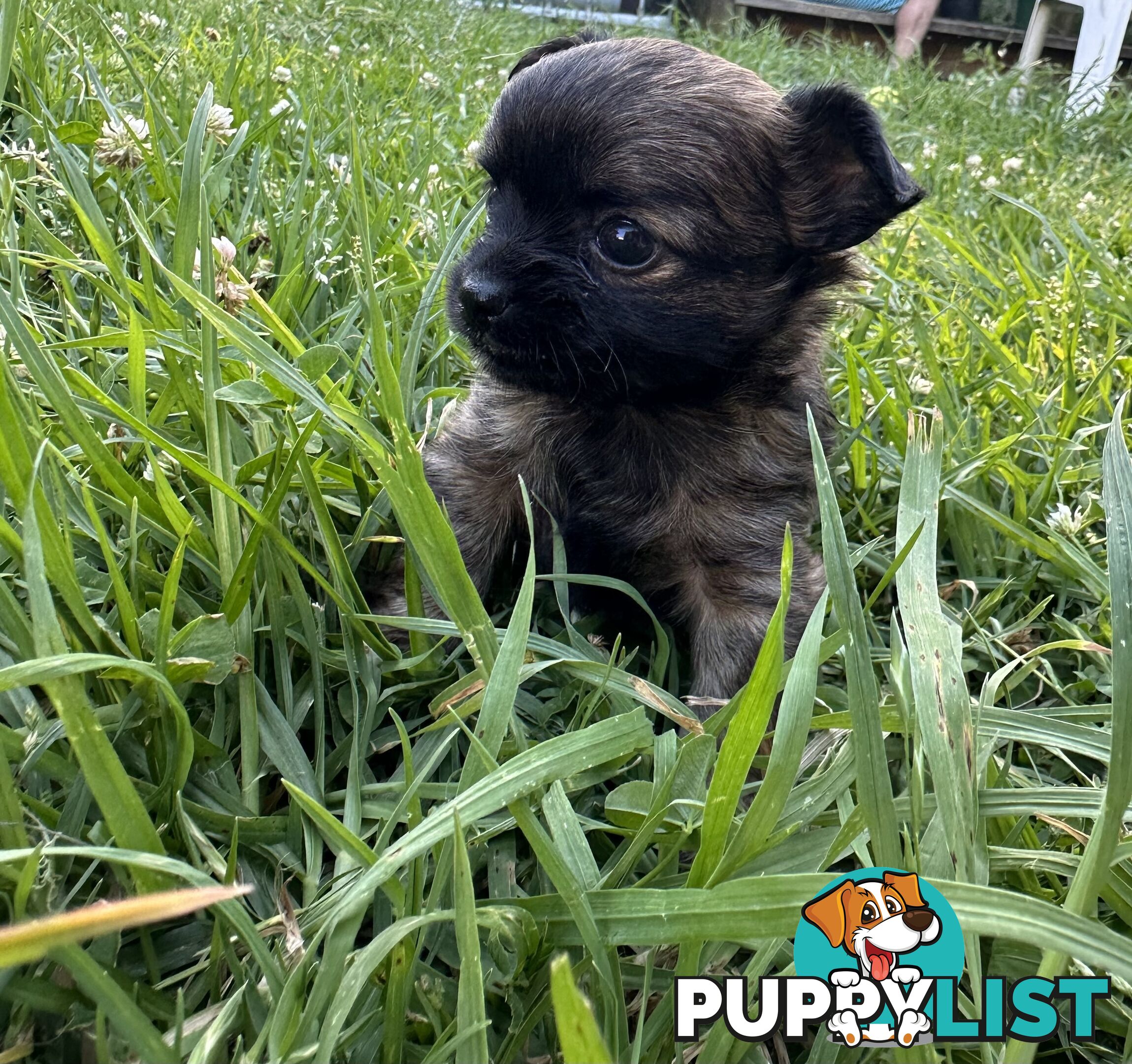 Apple head chihuahua puppies