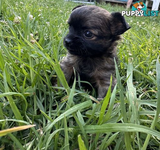 Apple head chihuahua puppies