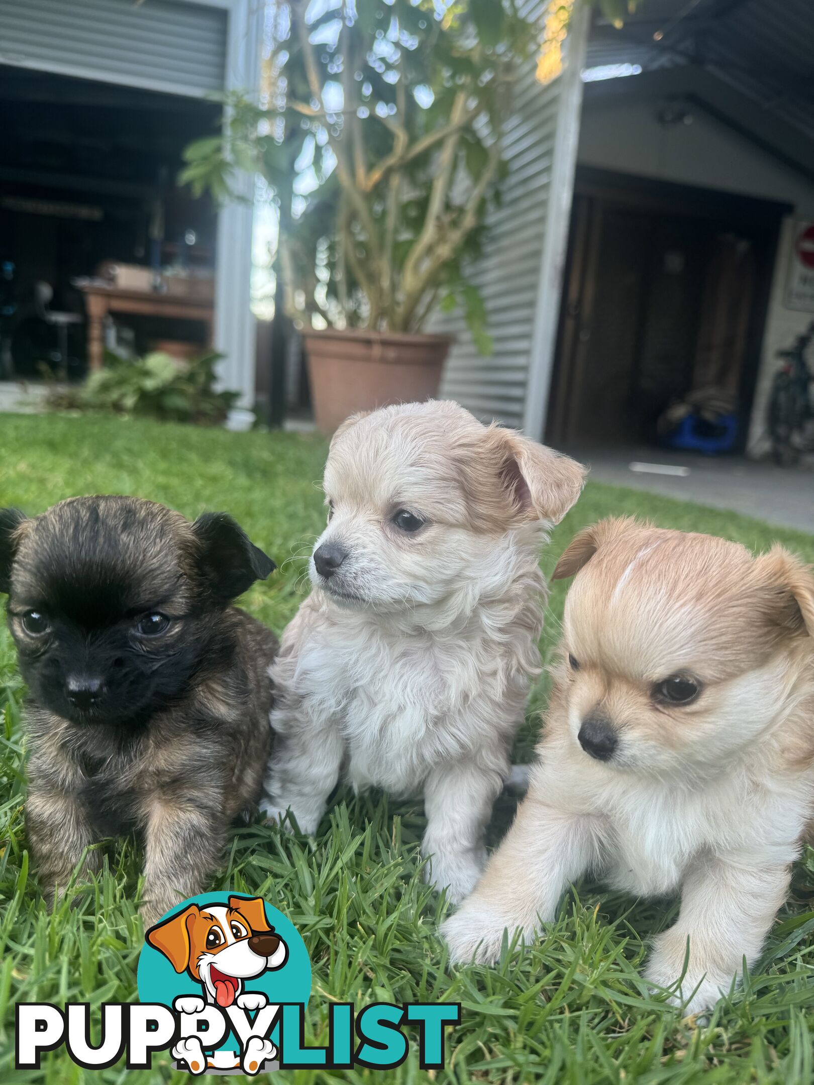 Apple head chihuahua puppies