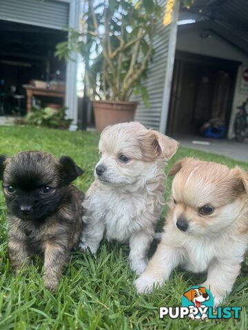 Apple head chihuahua puppies