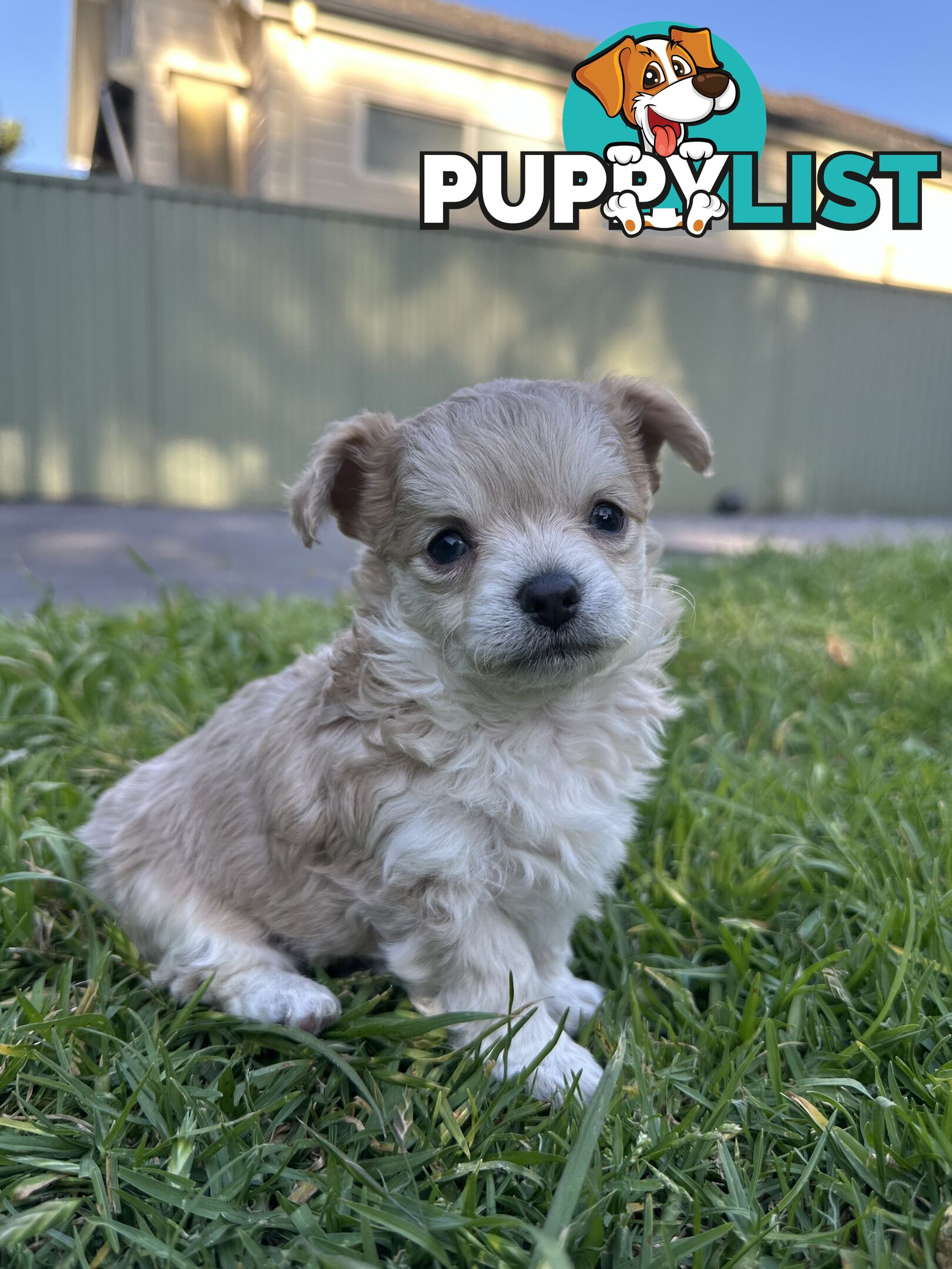 Apple head chihuahua puppies