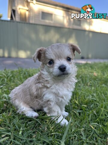 Apple head chihuahua puppies