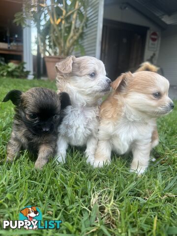 Apple head chihuahua puppies