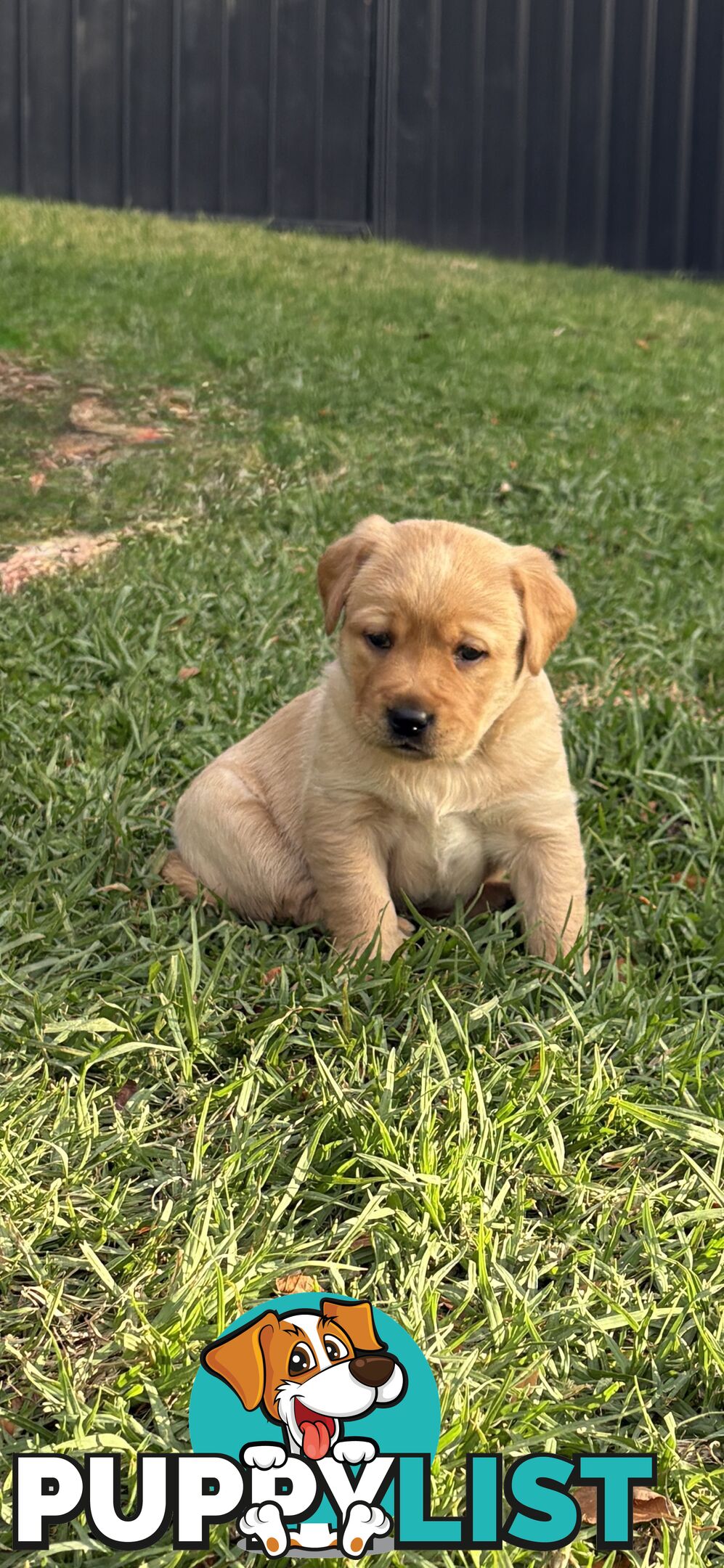 🐶 PUREBRED LABRADOR PUPPIES 🐶