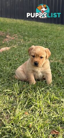 🐶 PUREBRED LABRADOR PUPPIES 🐶