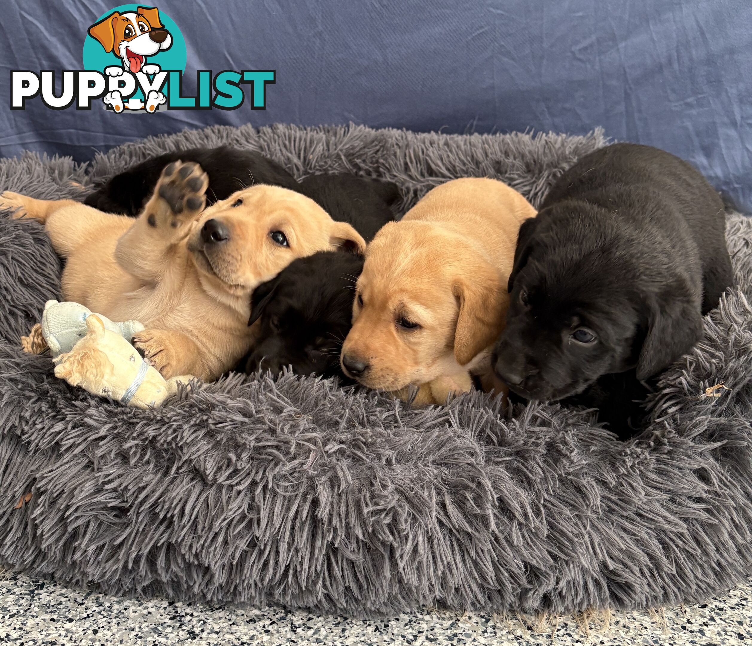 🐶 PUREBRED LABRADOR PUPPIES 🐶