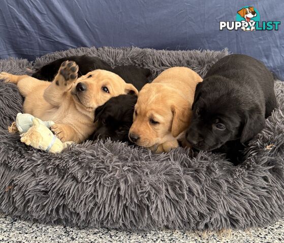 🐶 PUREBRED LABRADOR PUPPIES 🐶