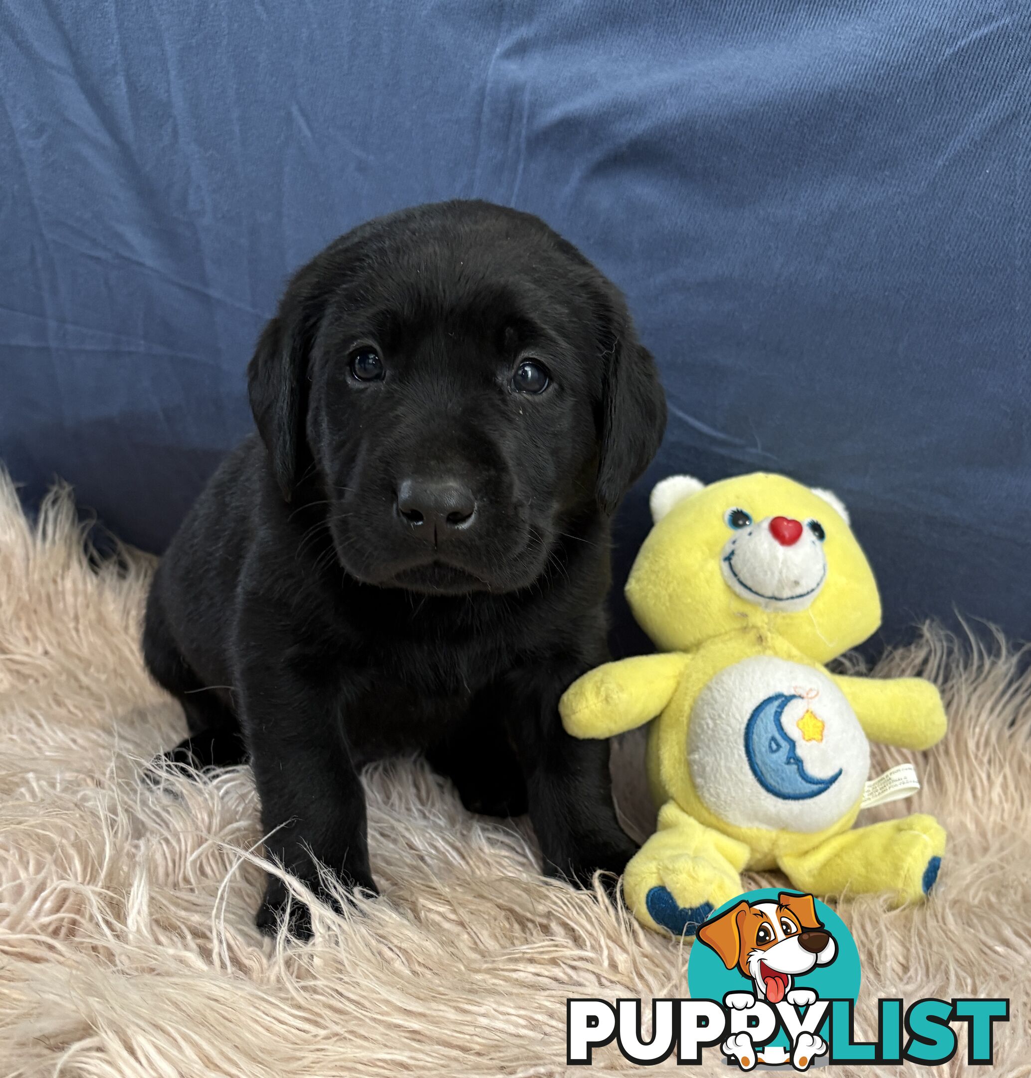 🐶 PUREBRED LABRADOR PUPPIES 🐶