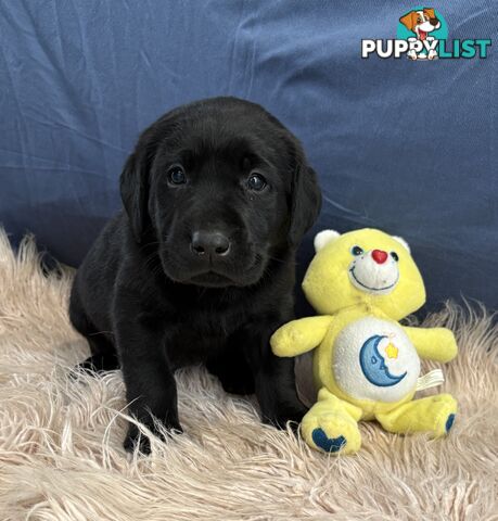 🐶 PUREBRED LABRADOR PUPPIES 🐶