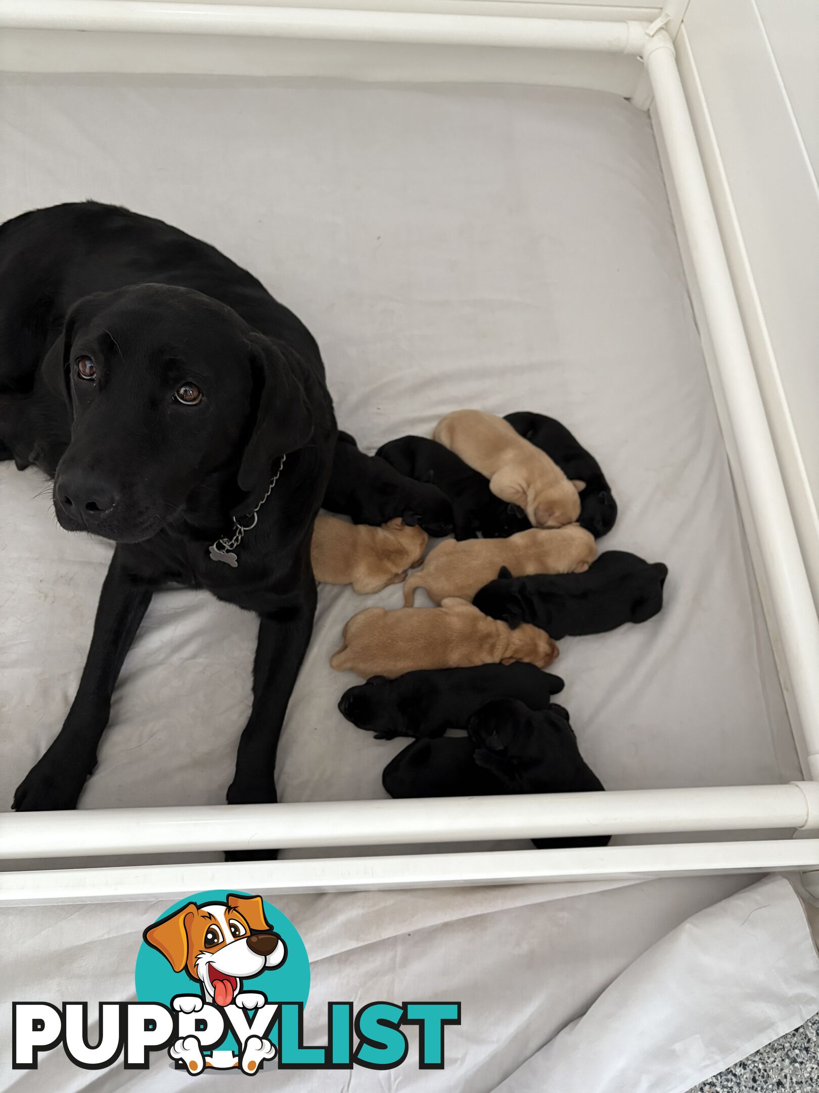 🐶 PUREBRED LABRADOR PUPPIES 🐶