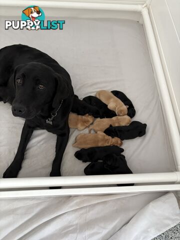 🐶 PUREBRED LABRADOR PUPPIES 🐶