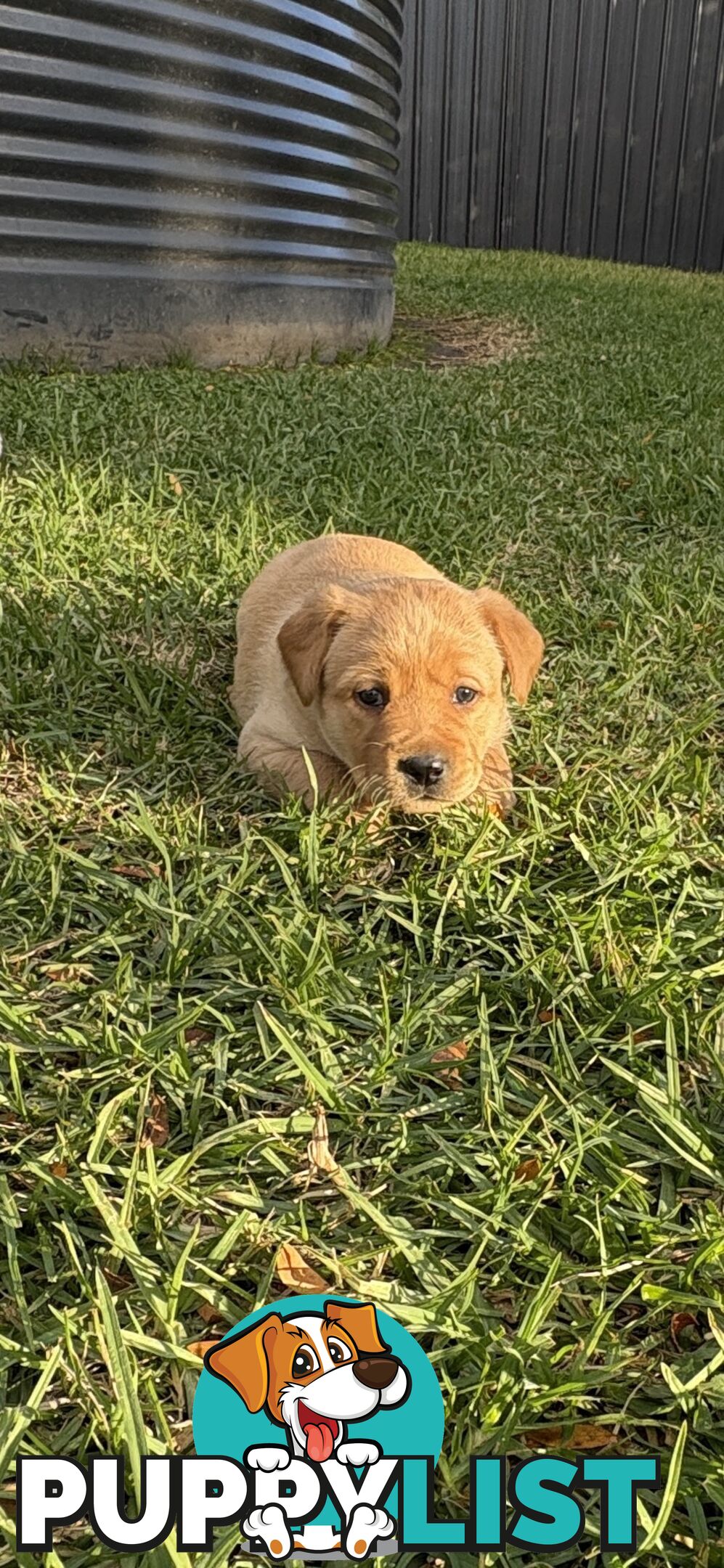 🐶 PUREBRED LABRADOR PUPPIES 🐶
