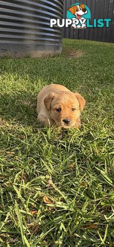 🐶 PUREBRED LABRADOR PUPPIES 🐶