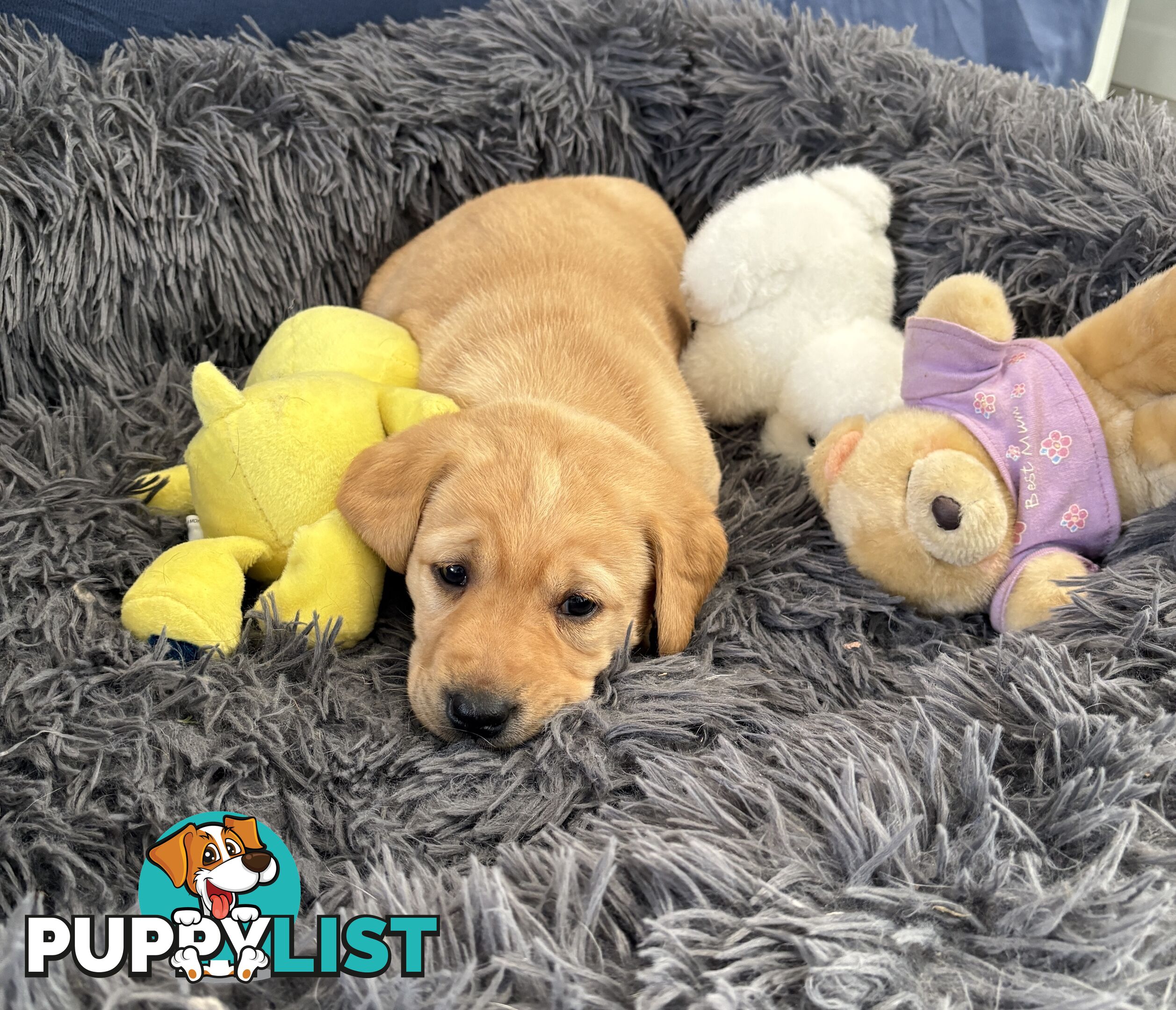 🐶 PUREBRED LABRADOR PUPPIES 🐶