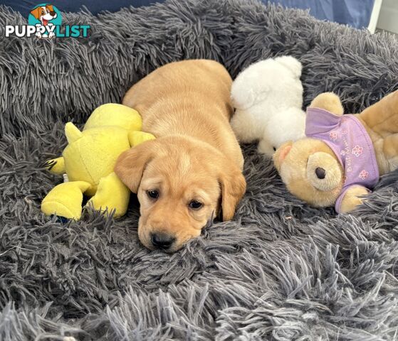 🐶 PUREBRED LABRADOR PUPPIES 🐶