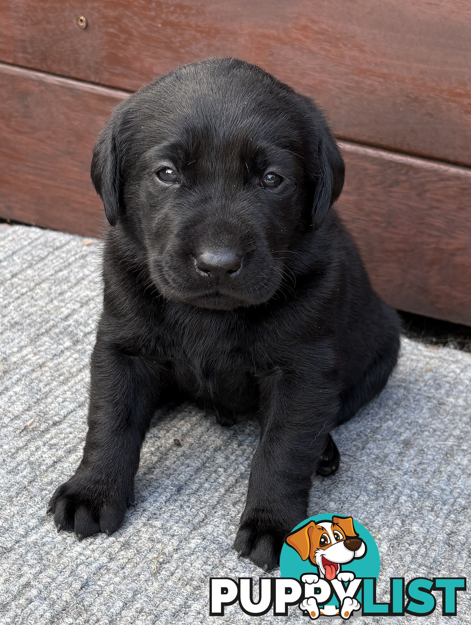 🐶 PUREBRED LABRADOR PUPPIES 🐶