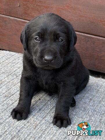 🐶 PUREBRED LABRADOR PUPPIES 🐶