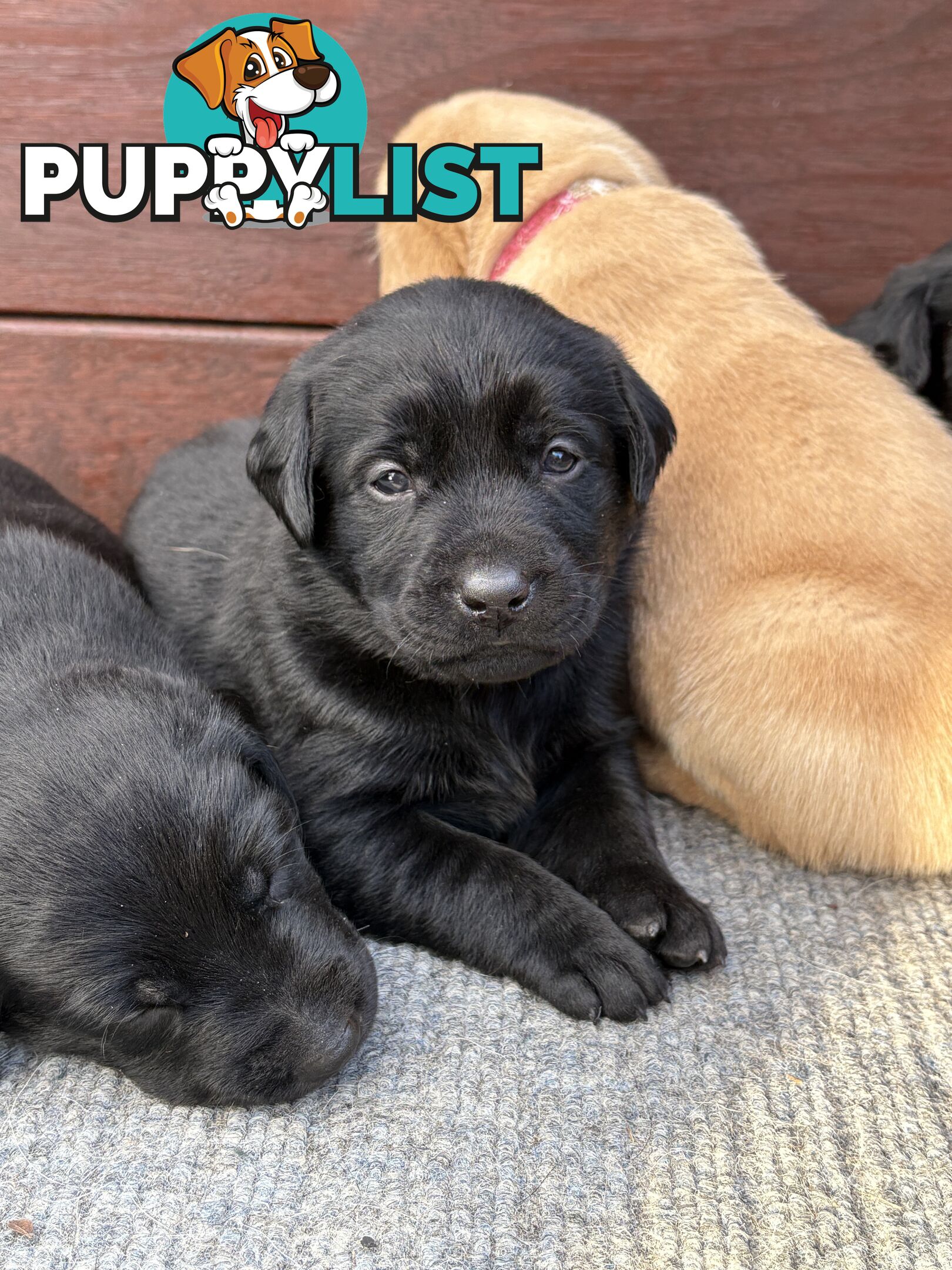 🐶 PUREBRED LABRADOR PUPPIES 🐶