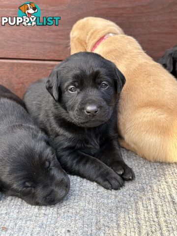 🐶 PUREBRED LABRADOR PUPPIES 🐶
