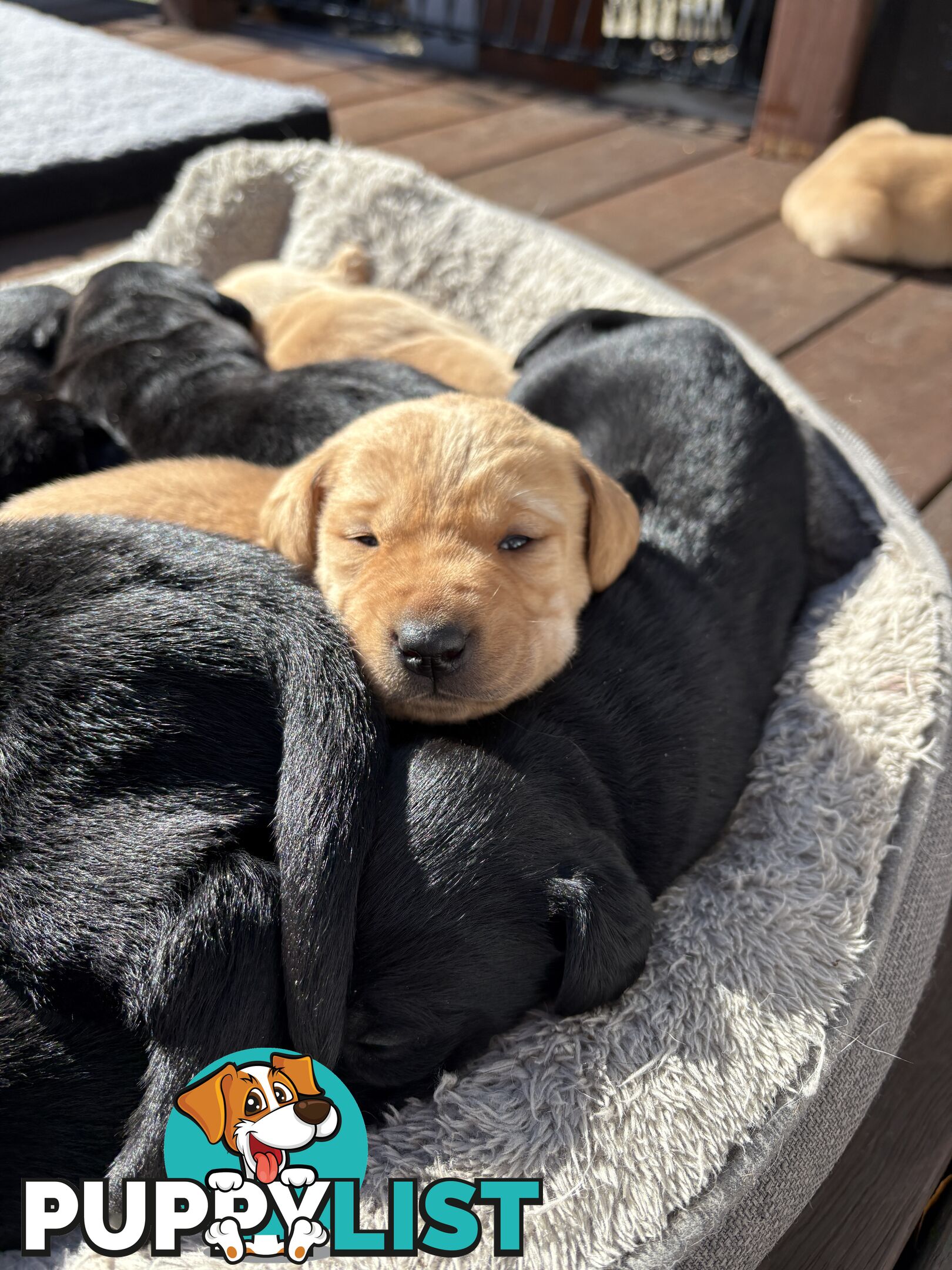 🐶 PUREBRED LABRADOR PUPPIES 🐶