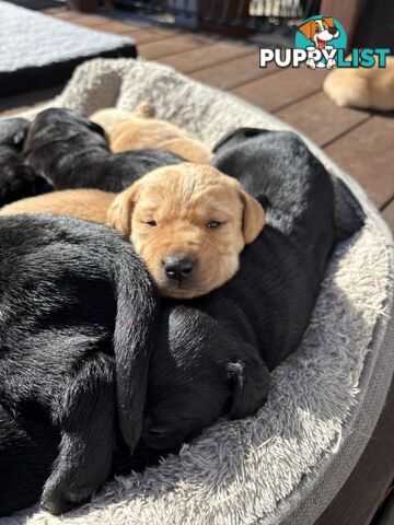 🐶 PUREBRED LABRADOR PUPPIES 🐶