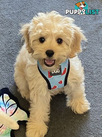 Cavoodle puppies