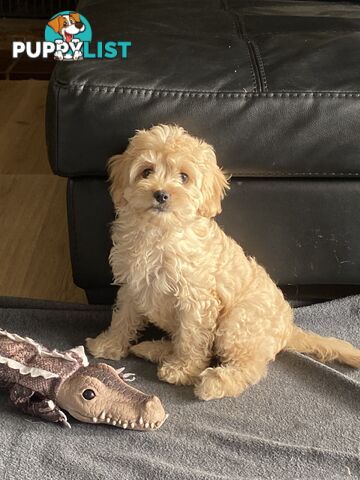 Cavoodle puppies