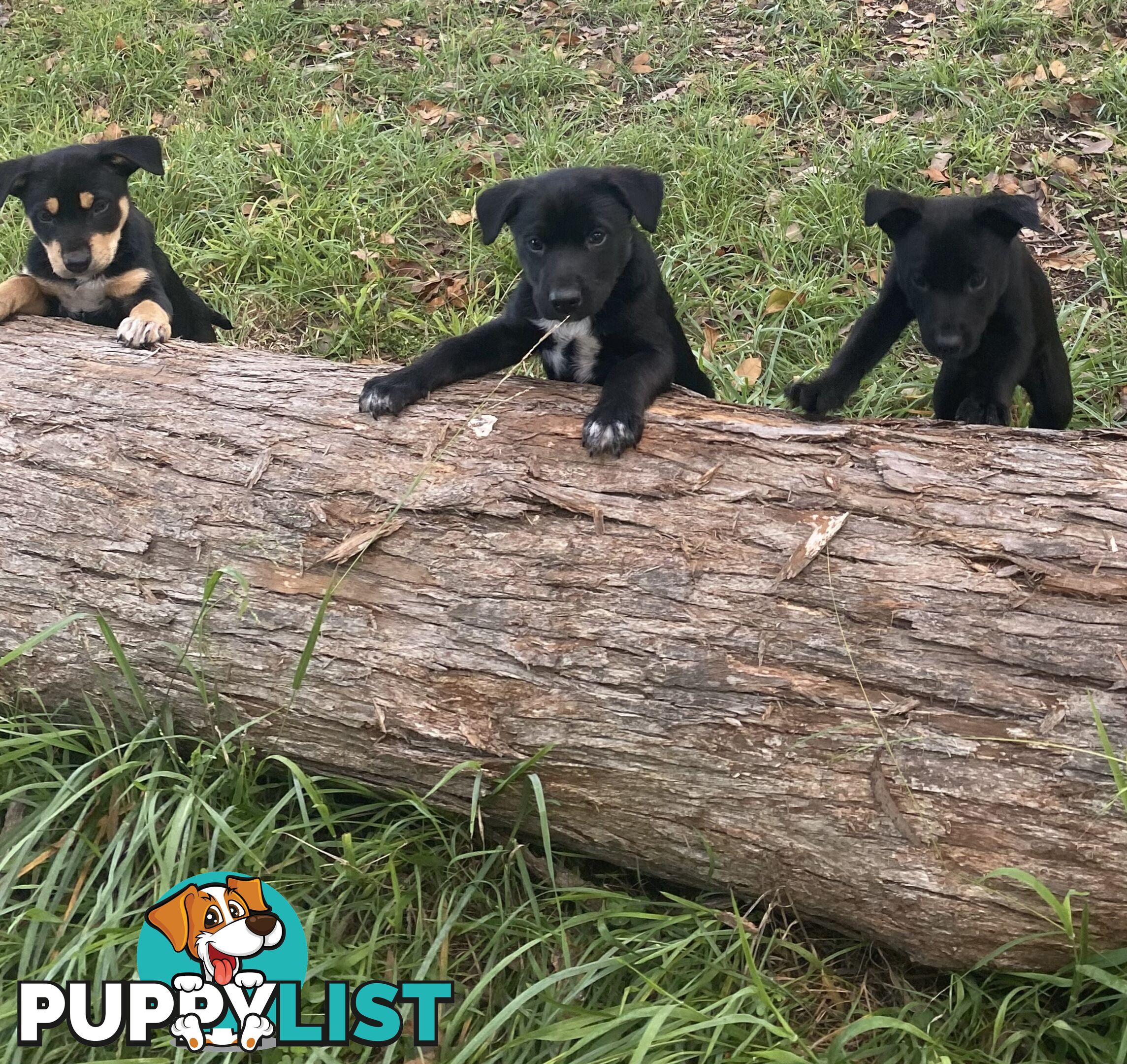 Kelpie Puppies