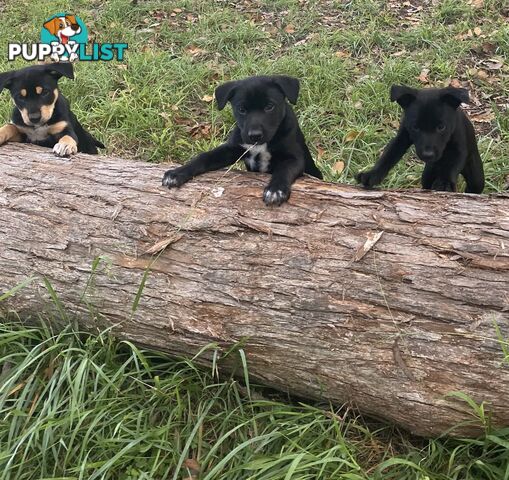 Kelpie Puppies