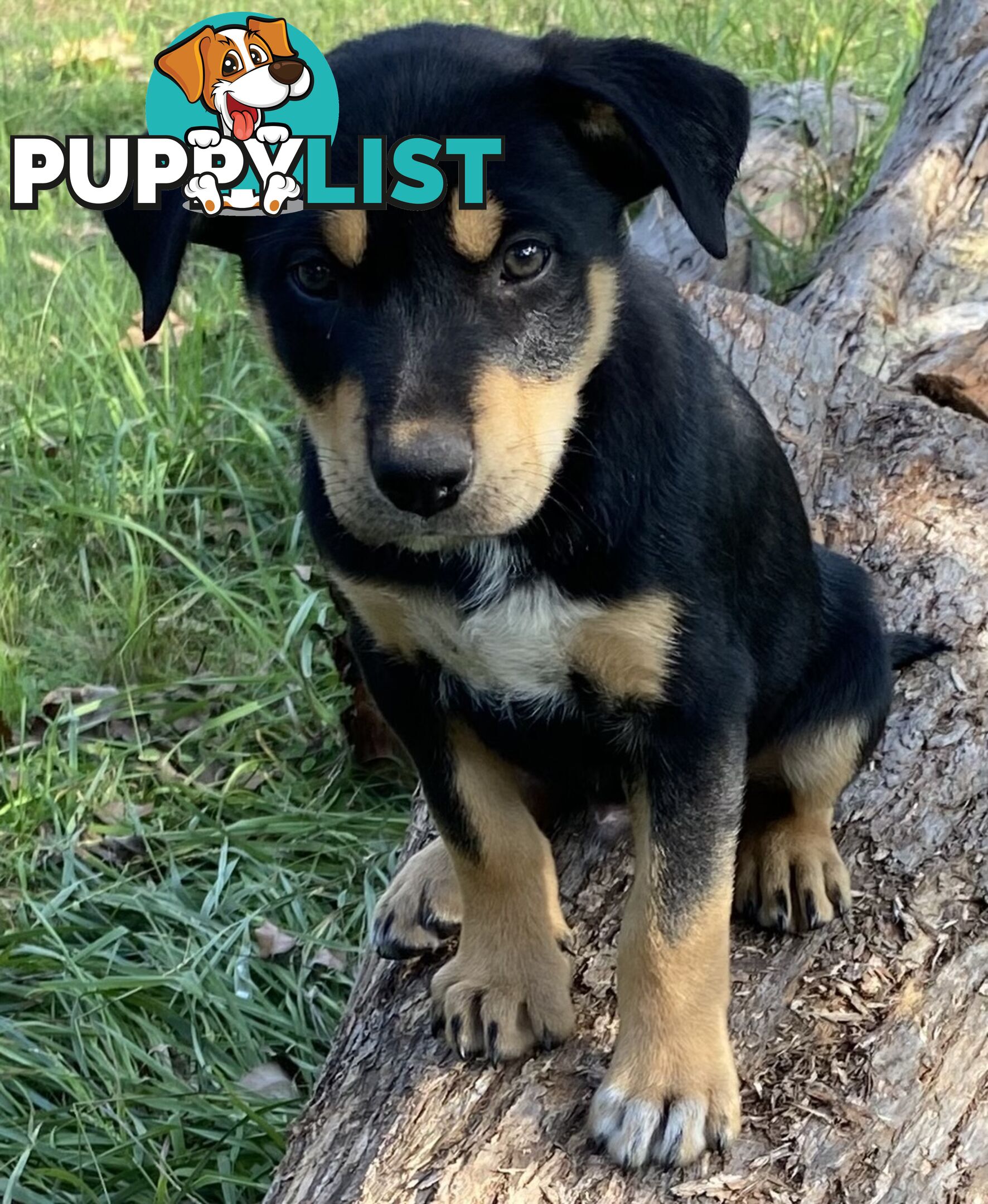 Kelpie Puppies