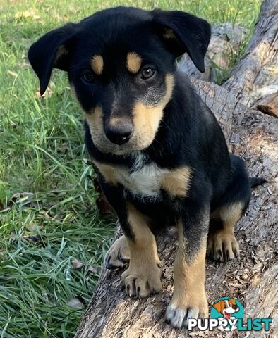 Kelpie Puppies