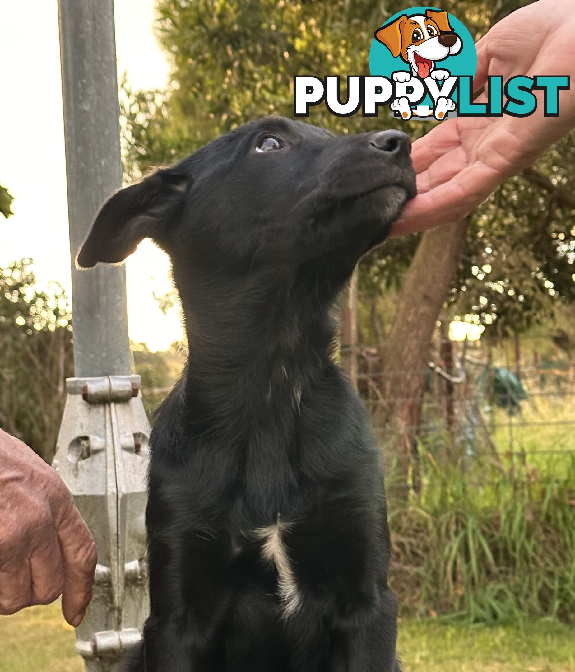 Kelpie Puppies