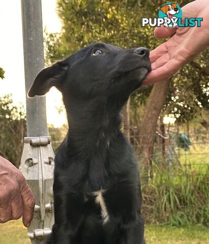 Kelpie Puppies