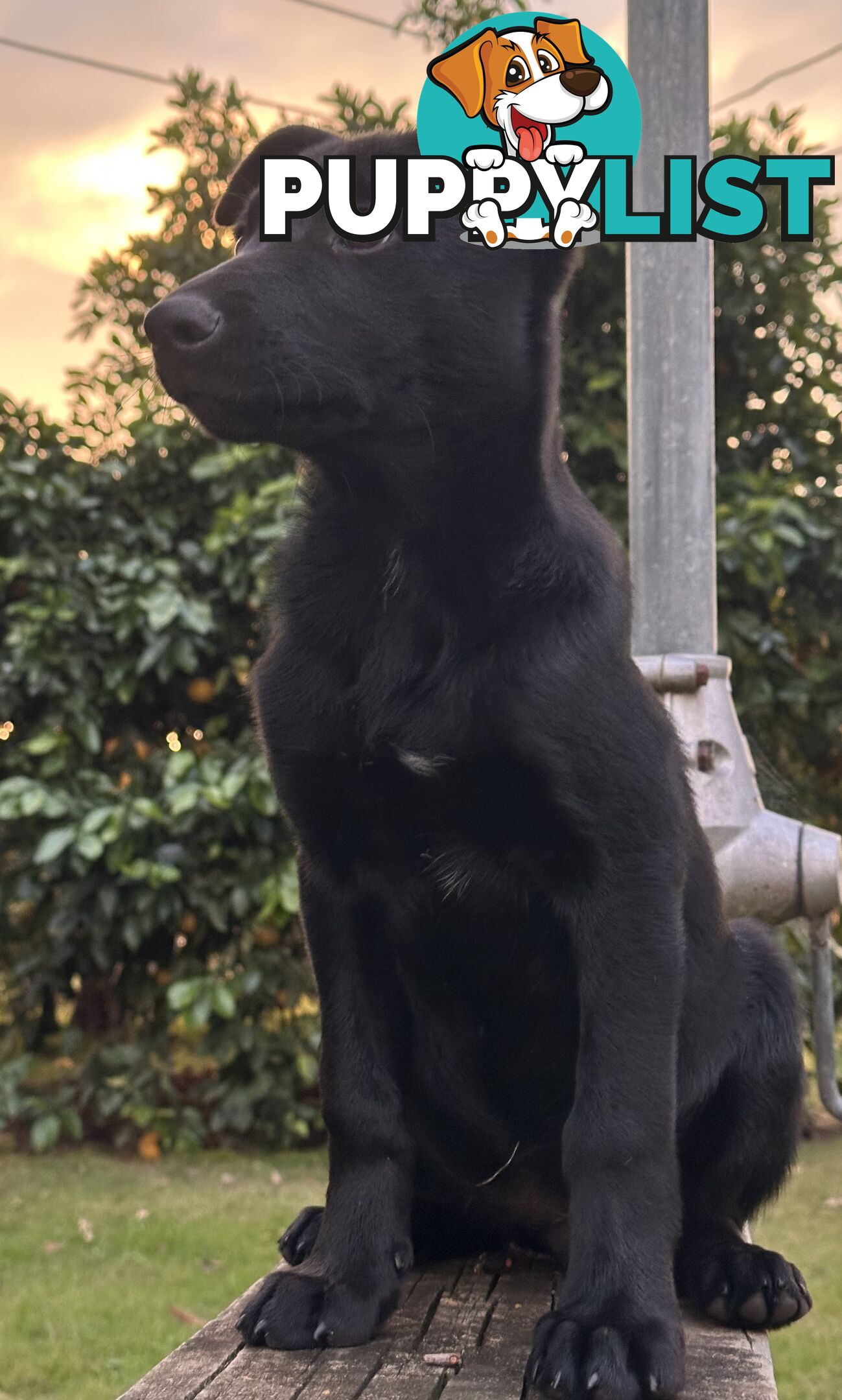 Kelpie Puppies