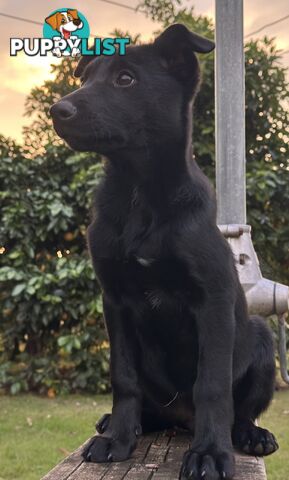 Kelpie Puppies